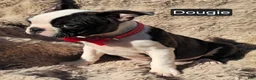 Boston Terrier dogs for sale: Douggie - Ad 3