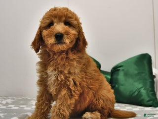 Mini Goldendoodle dogs - Ad 4