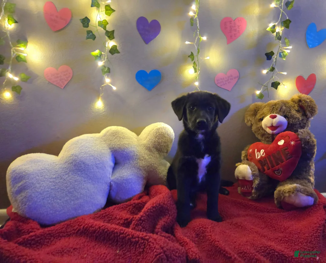 Mixed Breed dogs for sale: Little Red  - Ad 2