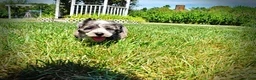 Havapoo dogs for sale: Icon - Ad 16