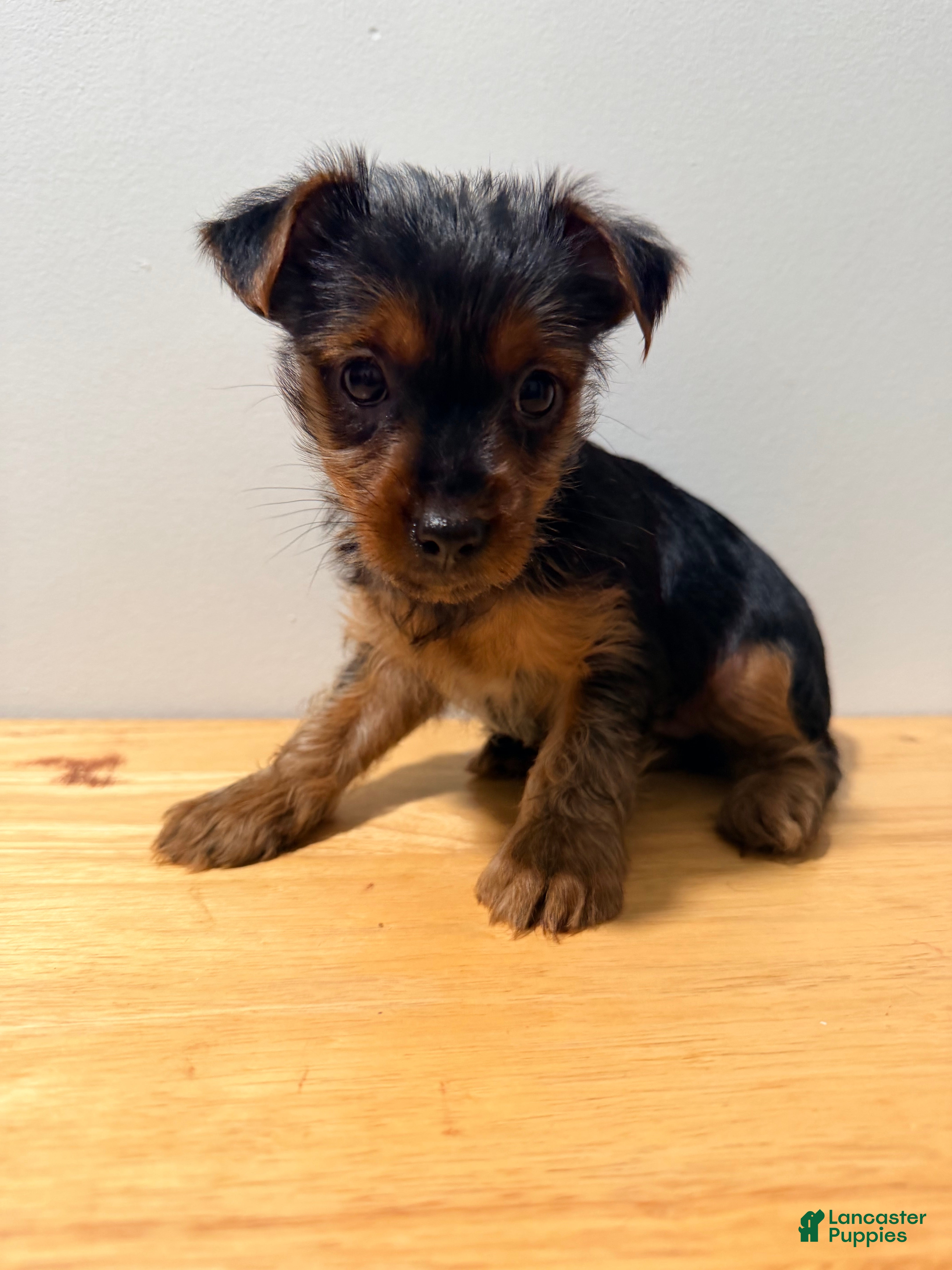 Yorkshire Terrier dogs for sale: Yorkshire Terrier 1 - Ad 2