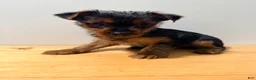 Yorkshire Terrier dogs for sale: Yorkshire Terrier 1 - Ad 2