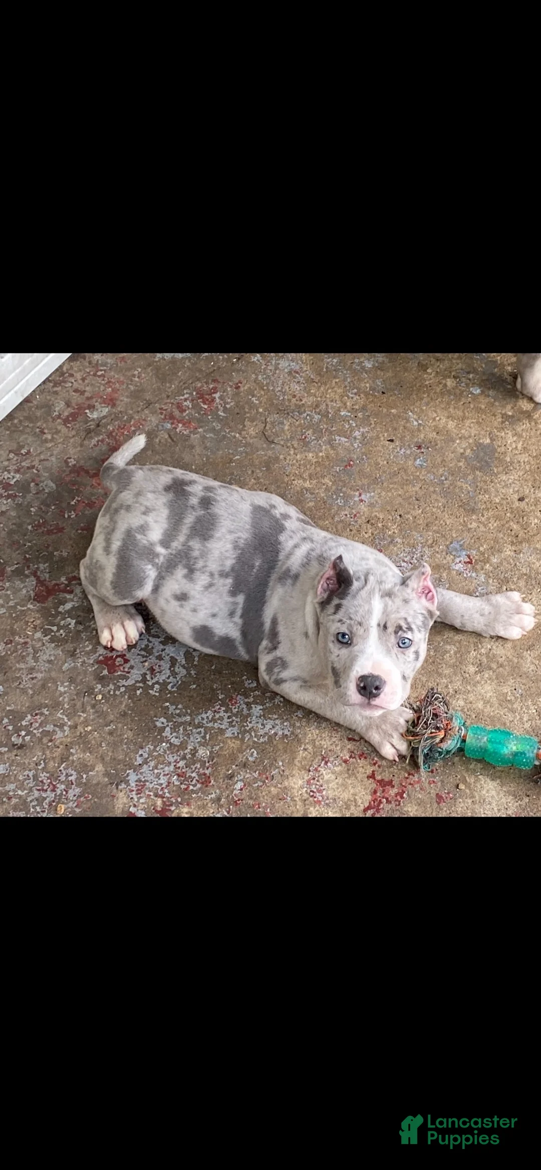 American Bully dogs for sale: American Bully 4 - Ad 2