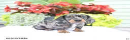 Miniature Dachshund dogs for sale: Oliver - Ad 3