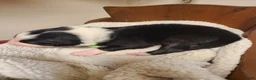 Mixed Breed dogs for sale: Turner - Ad 2