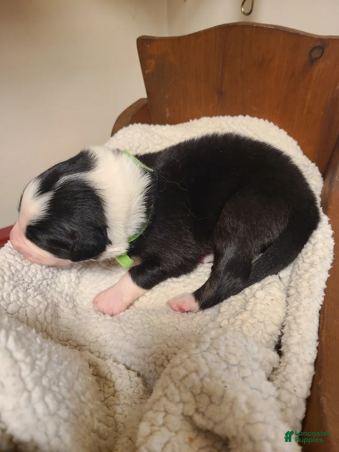 Mixed Breed dogs for sale: Turner - Ad 2