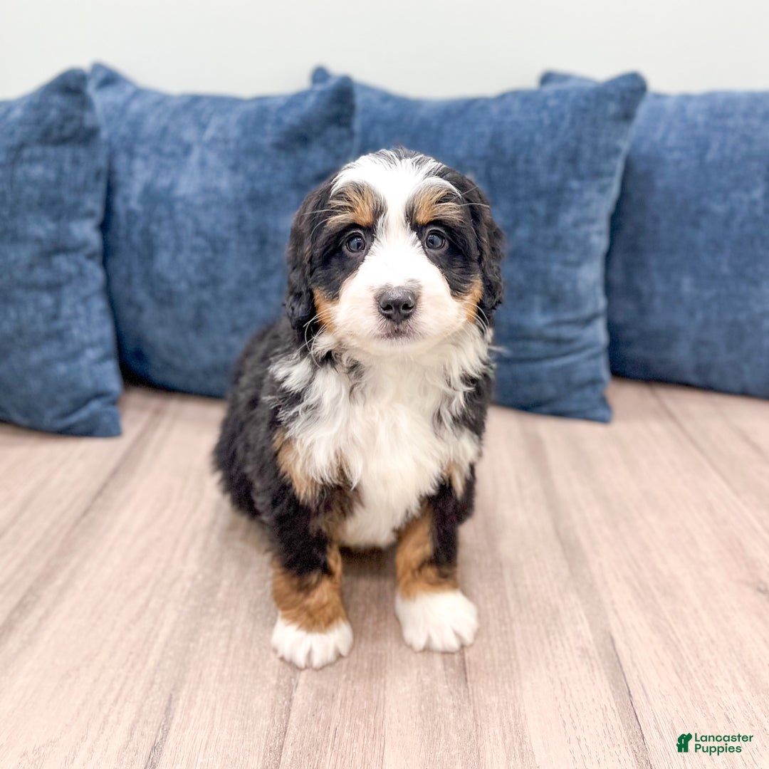 Mini Bernedoodle dogs for sale: Walter - Ad 6