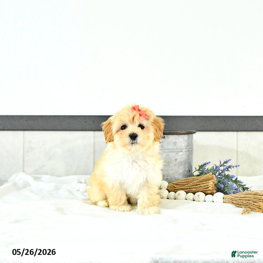 Maltipoo dogs Sadie - Ad 2