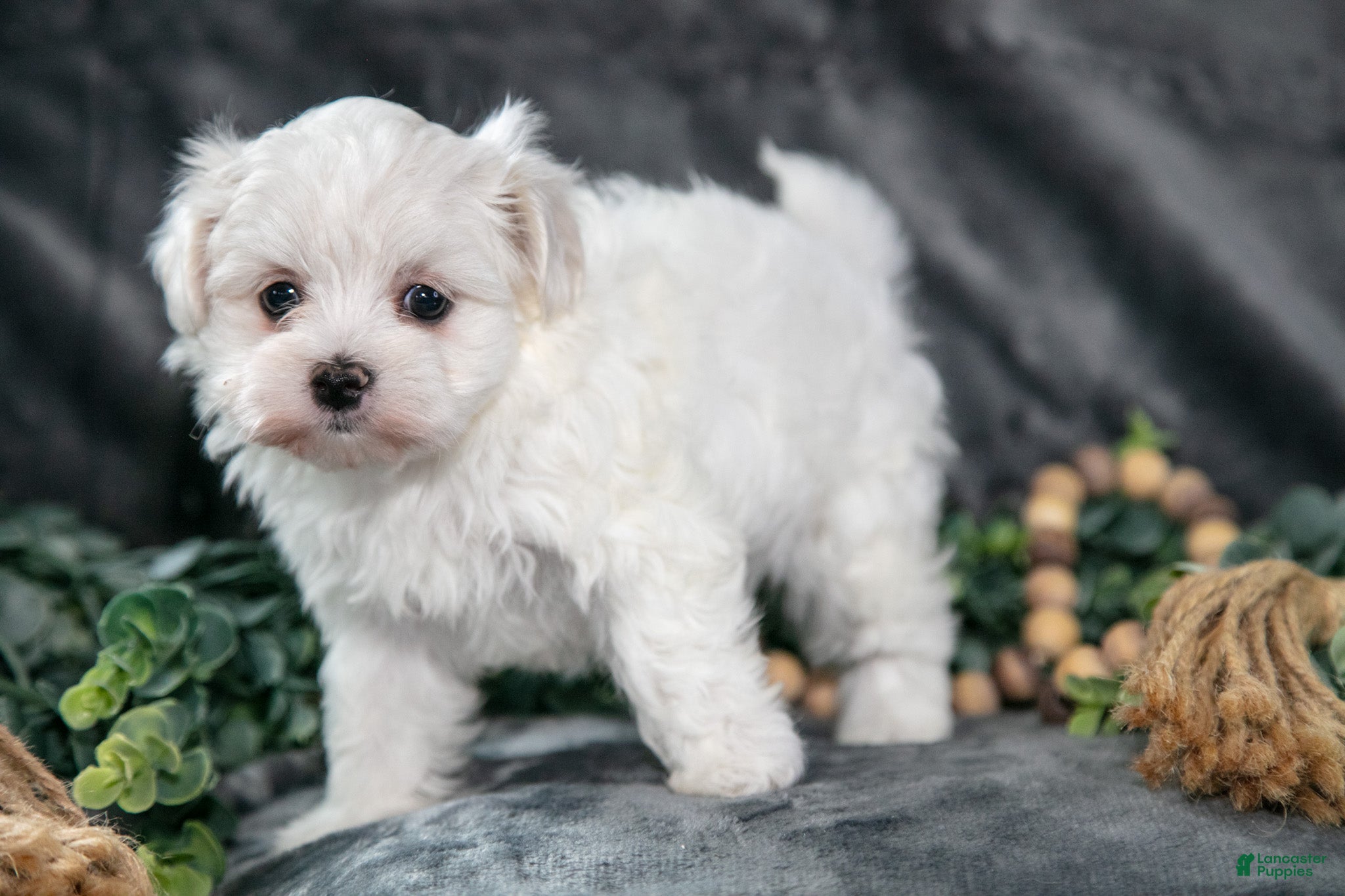 Maltese dogs Amber - Ad 1