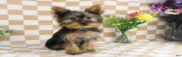 Yorkshire Terrier dogs for sale: Micheal - Ad 5