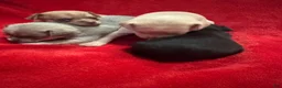 Chihuahua dogs for sale: Chihuahua 4 - Ad 11