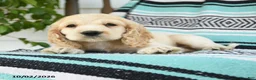Cocker Spaniel dogs for sale: Dillon - Ad 4