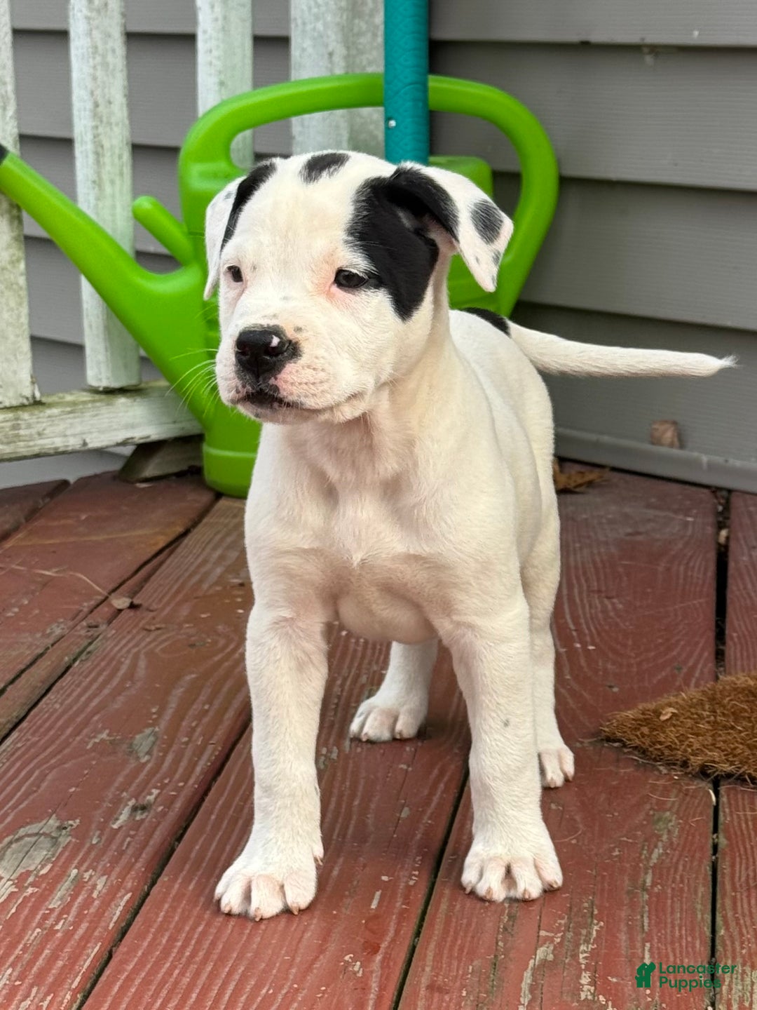 Pitbull American Bulldog For Sale American Bulldog Puppy For Sale In Pine  Bush Lancaster Puppies, image size:1080x1440