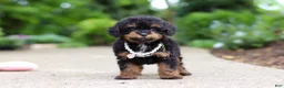 Cavapoo dogs for sale: Callie - Ad 4