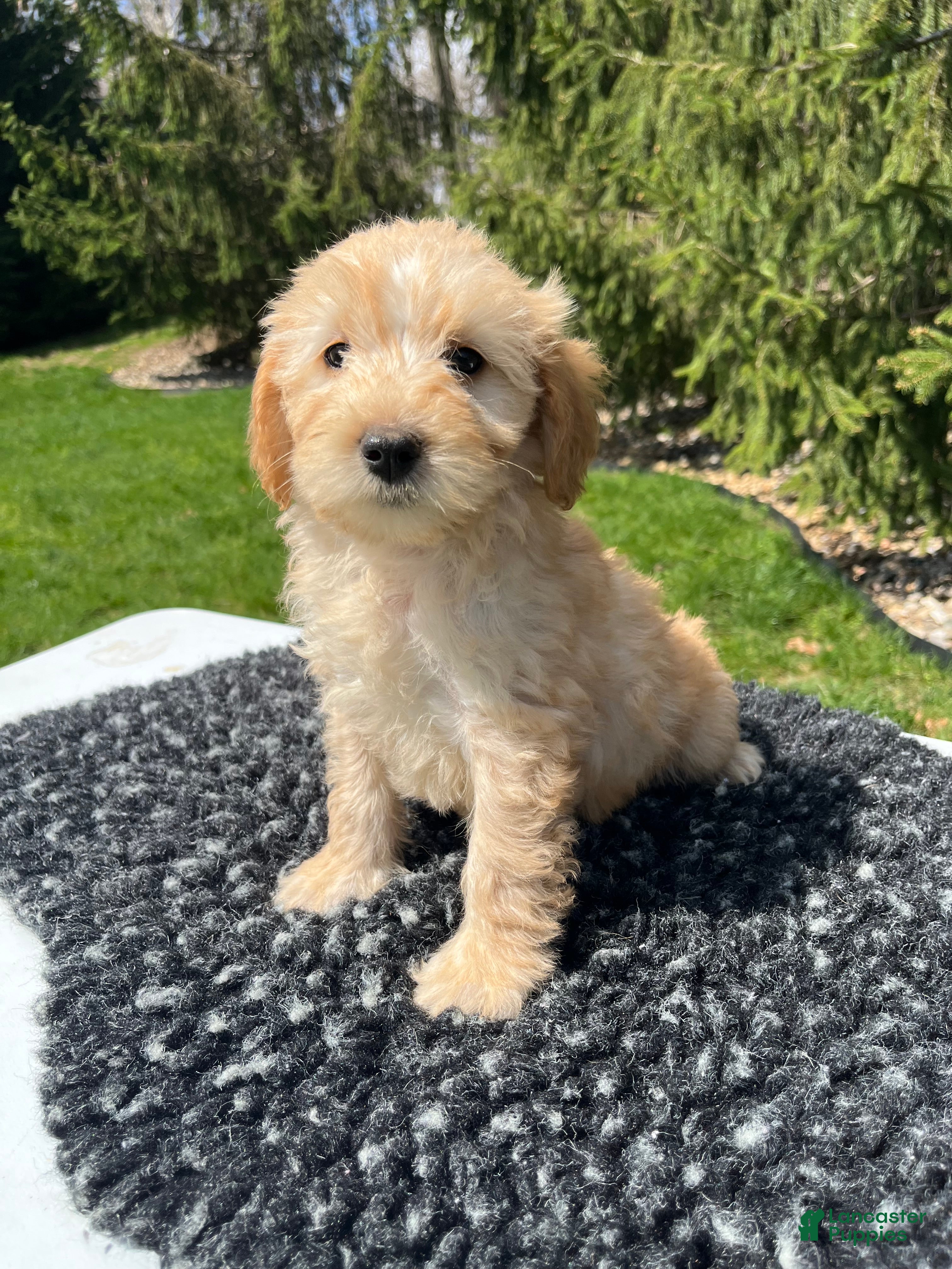 Mini Goldendoodle dogs Lyla - Ad 1