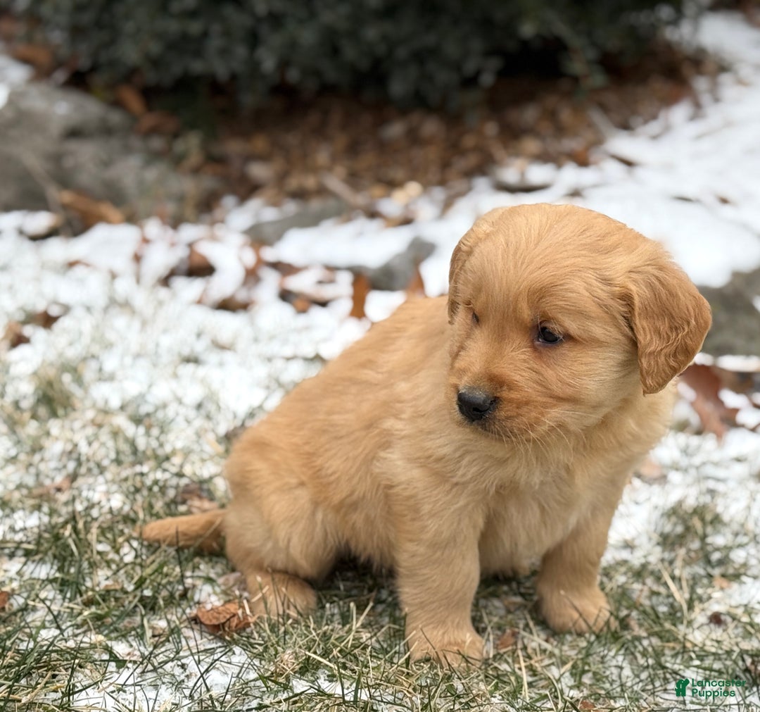 Golden Retriever dogs for sale: Sonic - Ad 3