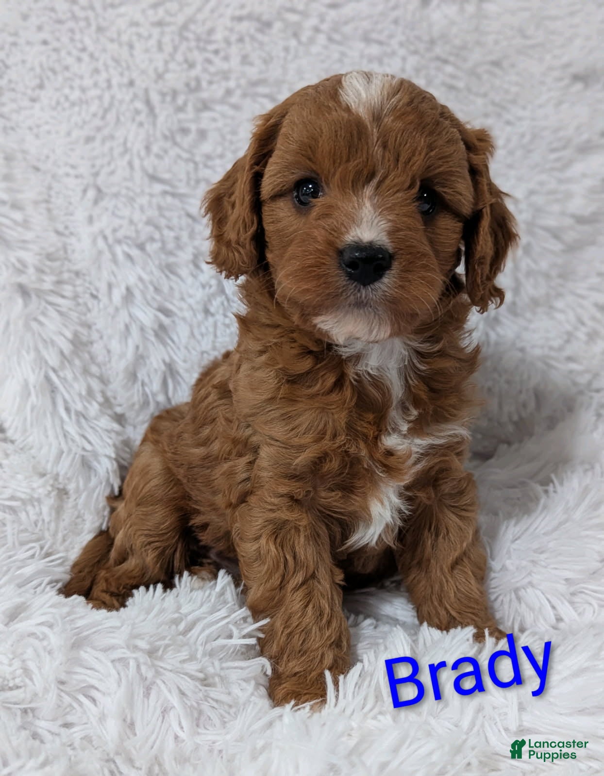 Cavapoo dogs Brady - Ad 1