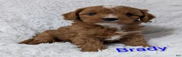 Cavapoo dogs for sale: Brady - Ad 1