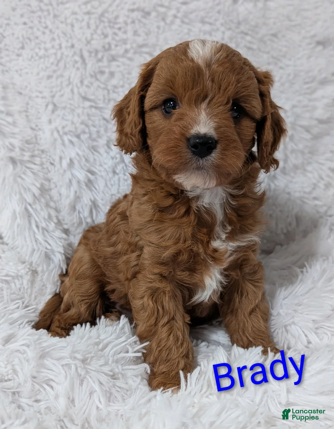 Cavapoo dogs for sale: Brady - Ad 1