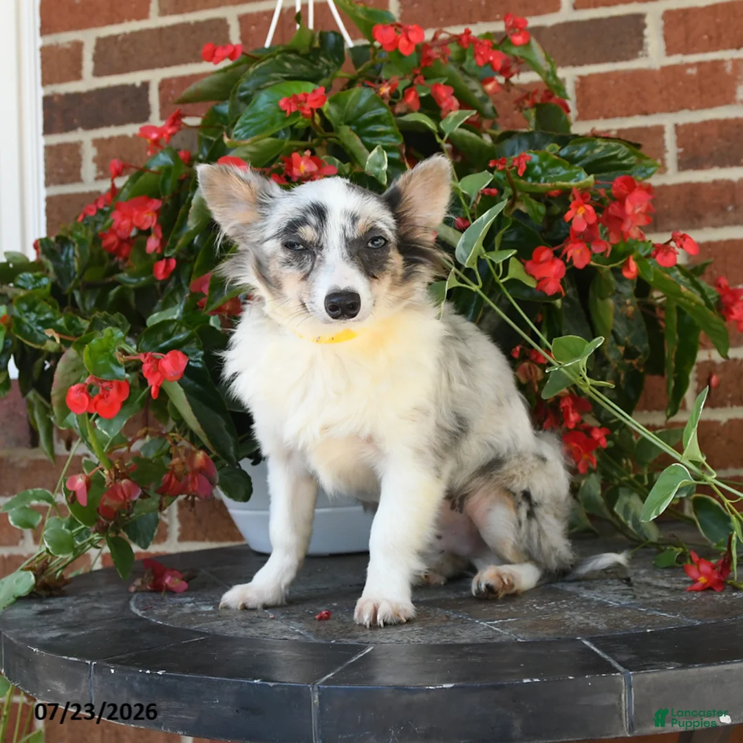 Chihuahua dogs for sale: Davy - Ad 5