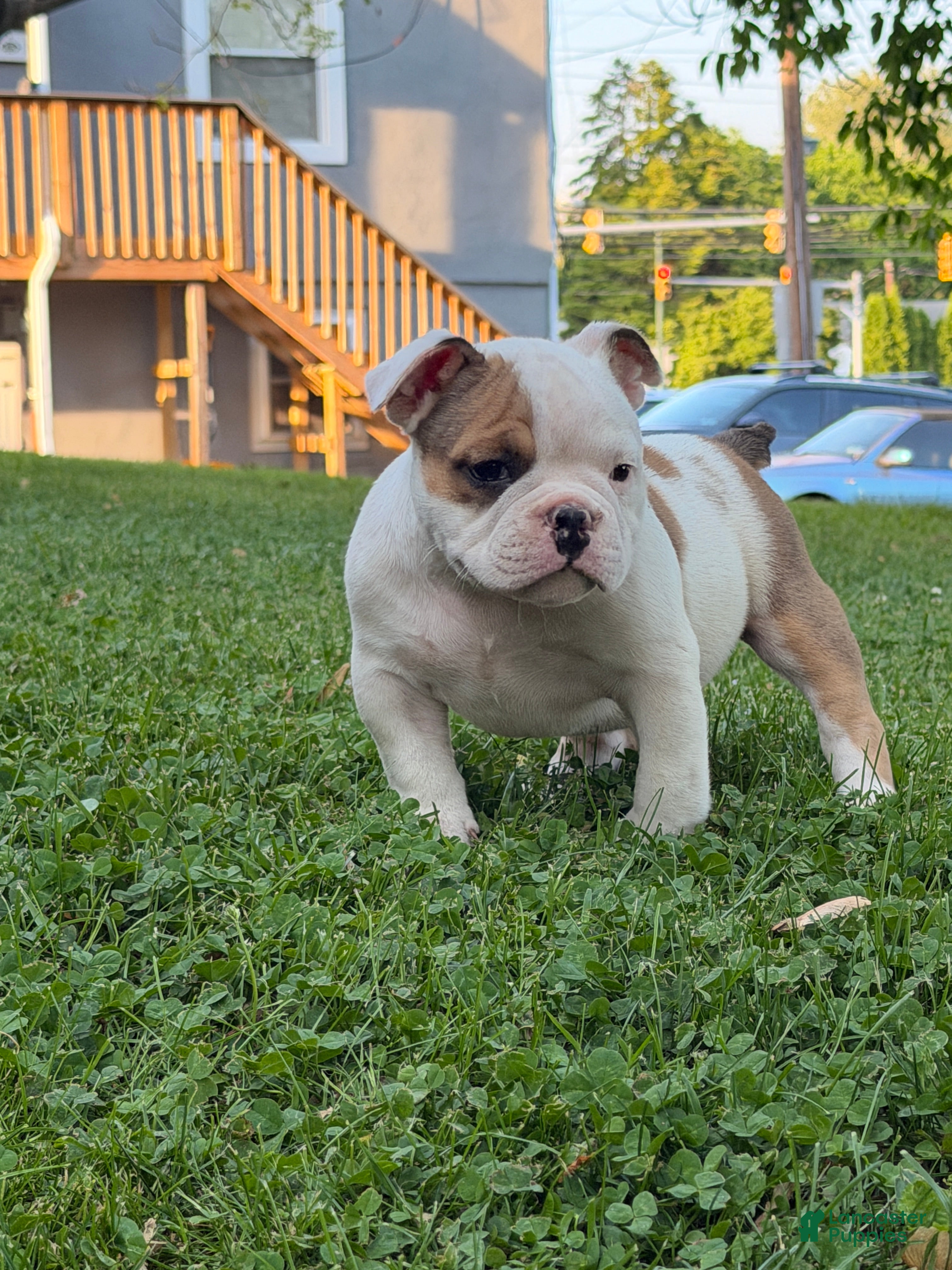 American Bully dogs for sale: American Bully Puppy 1 - Ad 1