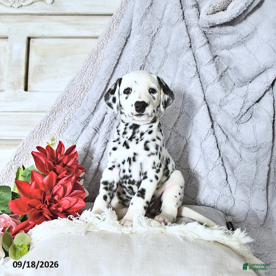 Dalmatian dogs Sadie - Ad 1