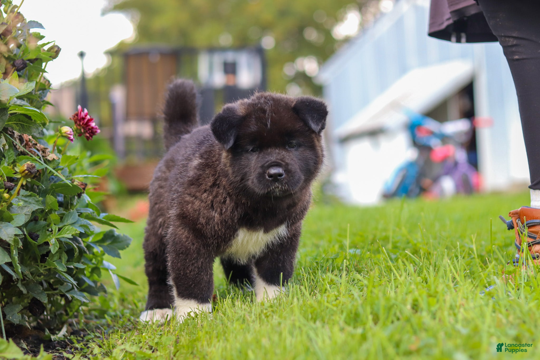Akita dogs Bear - Ad 2