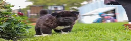 Akita dogs for sale: Bear - Ad 2