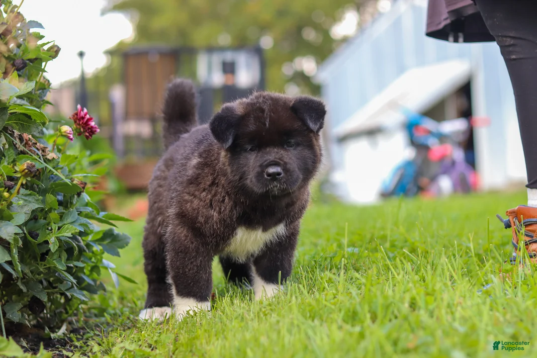 Akita dogs for sale: Bear - Ad 2