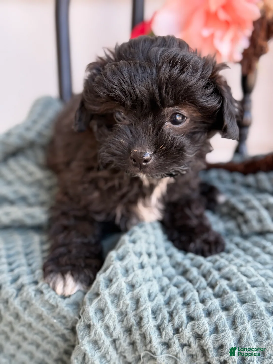 Shihpoo dogs for sale: Greta - Ad 9
