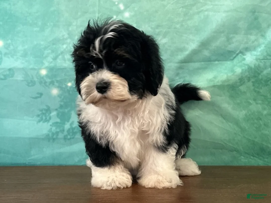 Teddy Bear dogs for sale: Buck - Ad 1