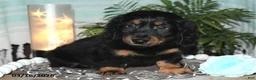 Dachshund dogs for sale: Remi - Ad 4