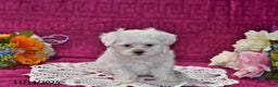 Maltipoo dogs for sale: Blake - Ad 2