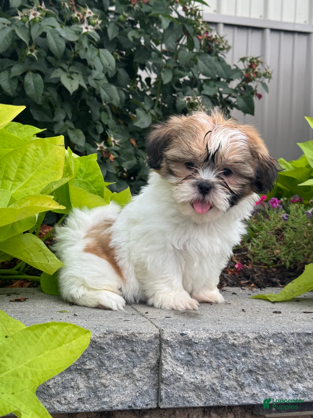 Shih Tzu dogs for sale: Sunny - Ad 1