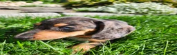 Miniature Dachshund dogs for sale: Remy  - Ad 13
