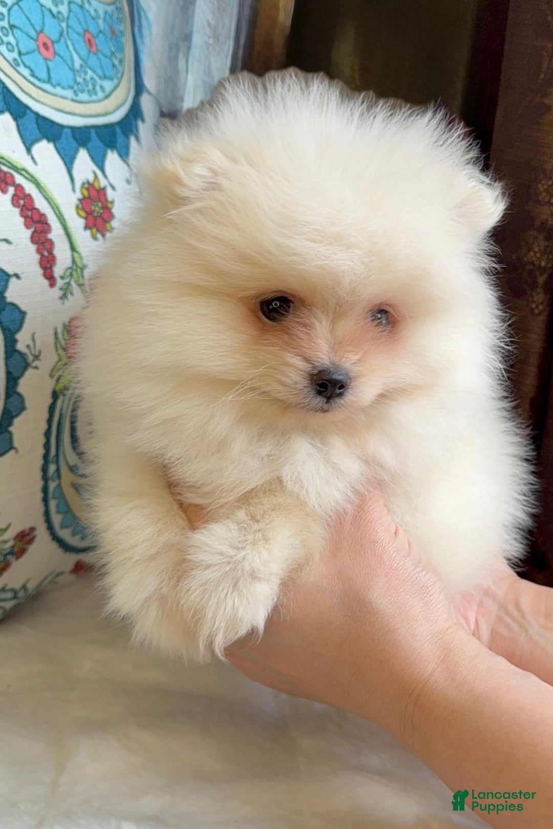 Pomeranian dogs for sale: Pomeranian Puppy Daisy - Ad 1