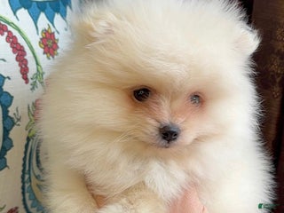 Pomeranian dogs Pomeranian Puppy Daisy - Ad 6