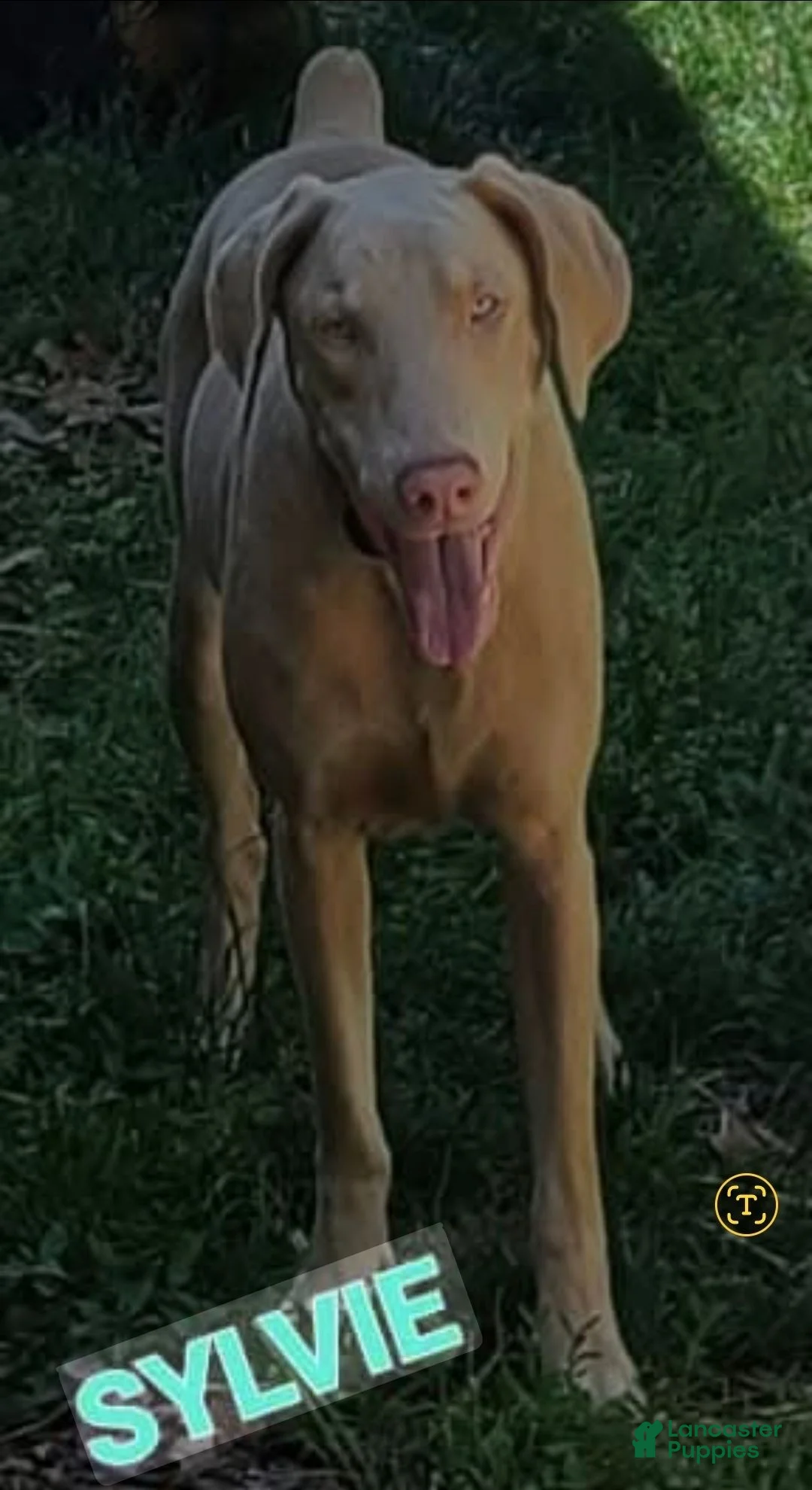 Doberman Pinscher dogs for sale: Doberman Pinscher 2 - Ad 2