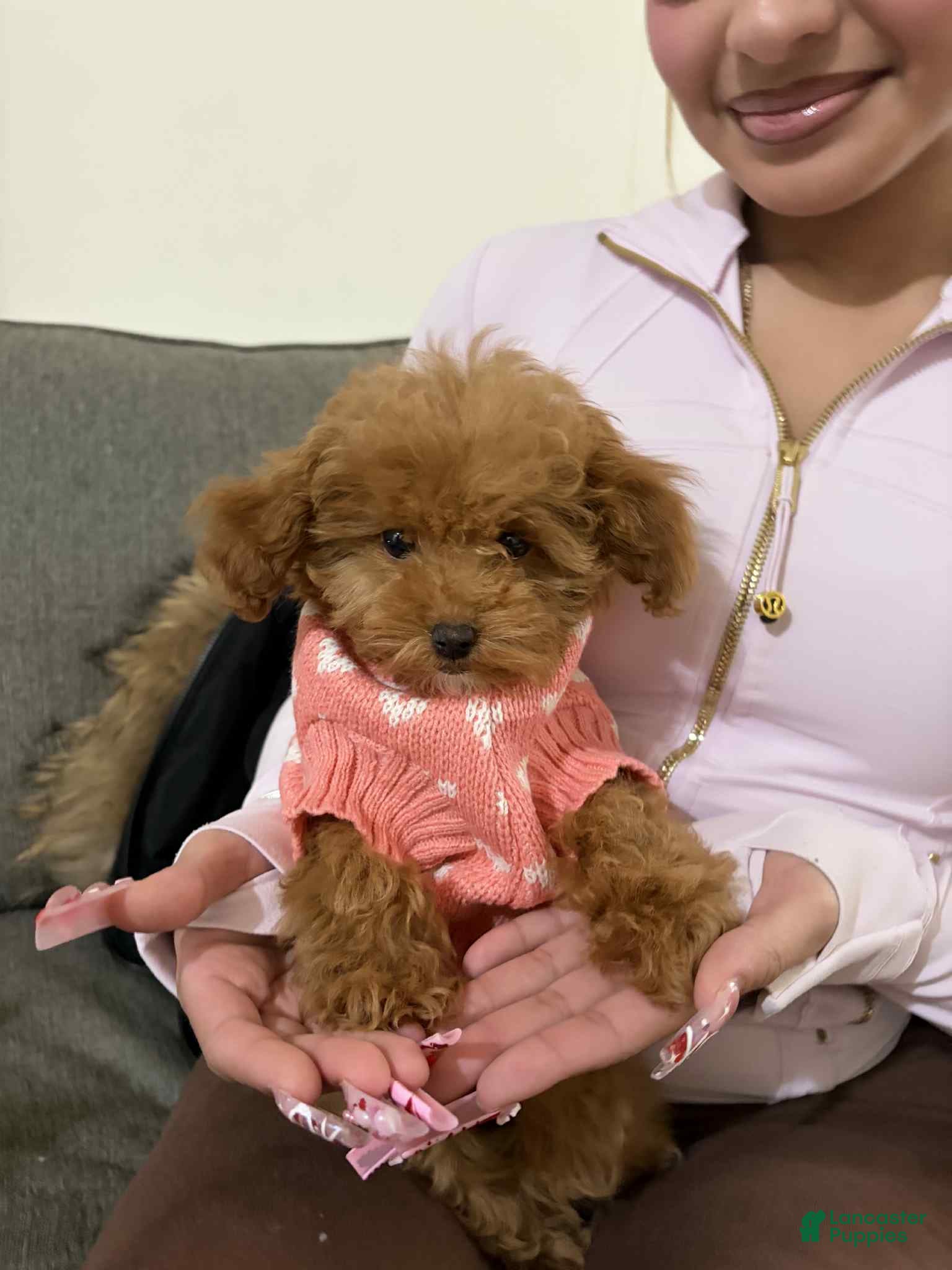 Toy Poodle dogs Lola - Ad 37