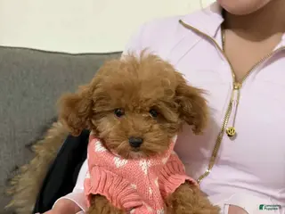 Toy Poodle dogs Lola - Ad 37