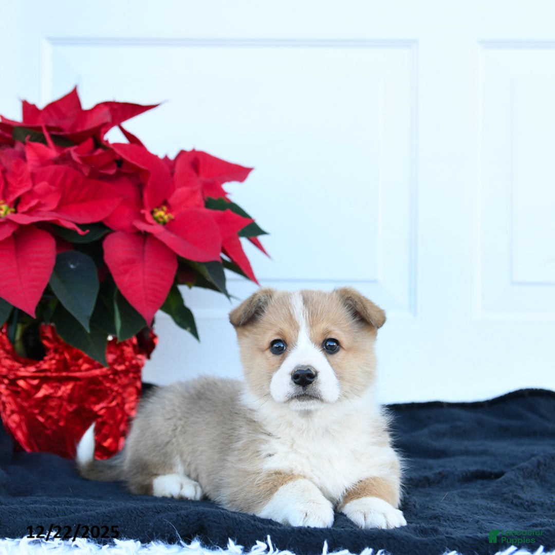 Welsh Corgi Pembroke dogs for sale: Honey - Ad 1