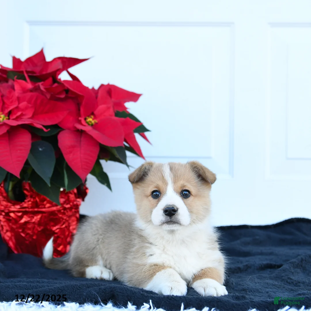 Welsh Corgi Pembroke dogs for sale: Honey - Ad 1