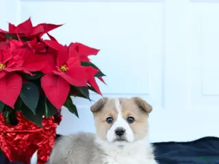 Welsh Corgi Pembroke dogs Honey - Ad 9