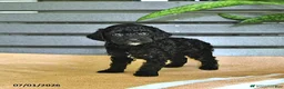 Miniature Poodle dogs for sale: Cynthia - Ad 9