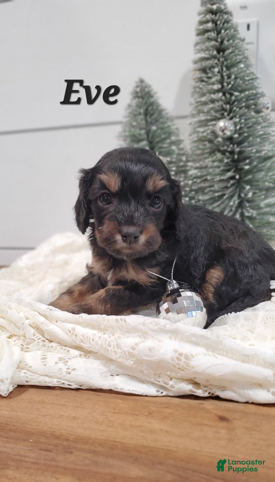 Cavapoo dogs for sale: Eve - Ad 1
