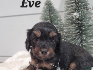 Cavapoo dogs Eve - Ad 37