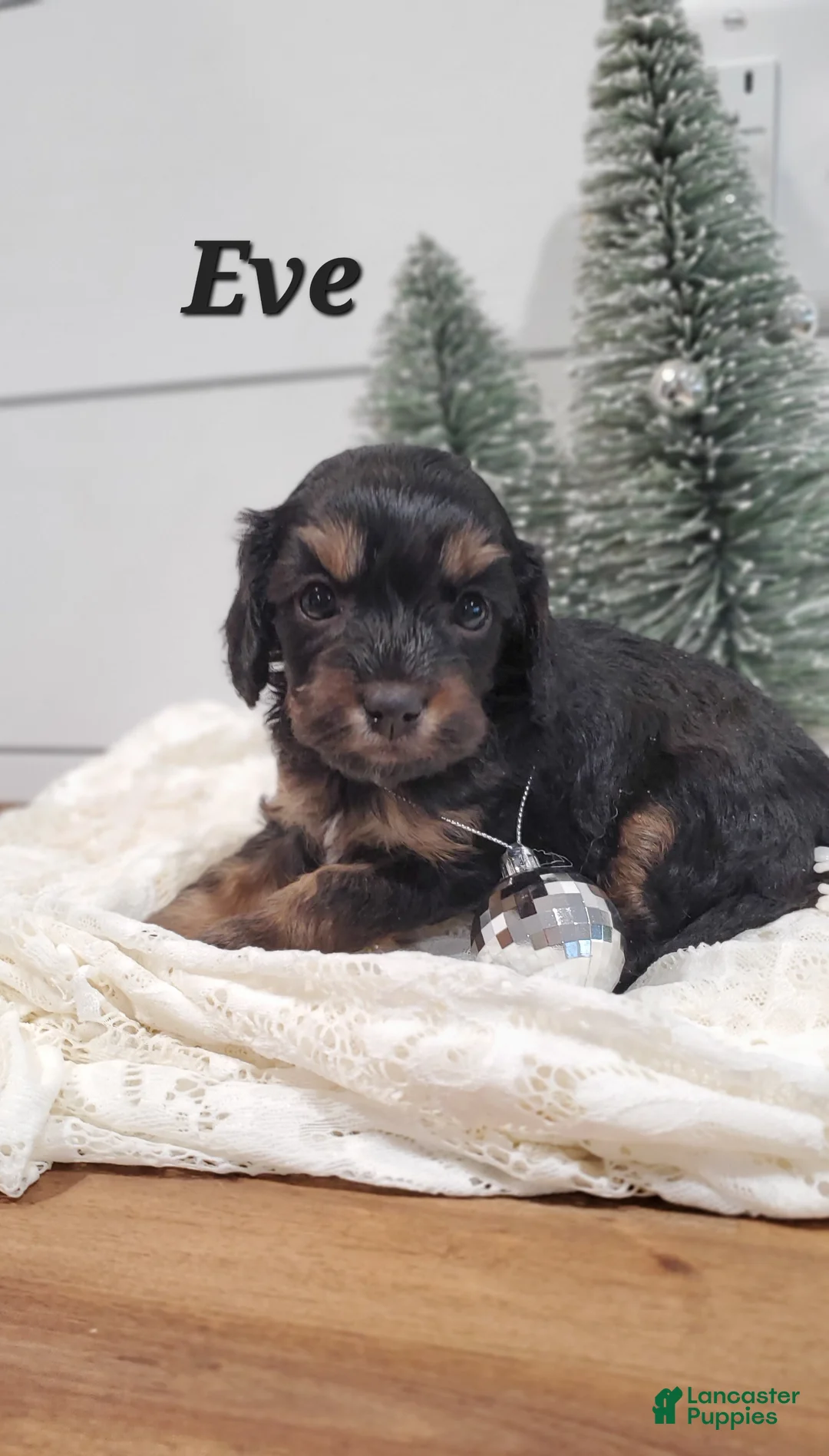 Cavapoo dogs for sale: Eve - Ad 4