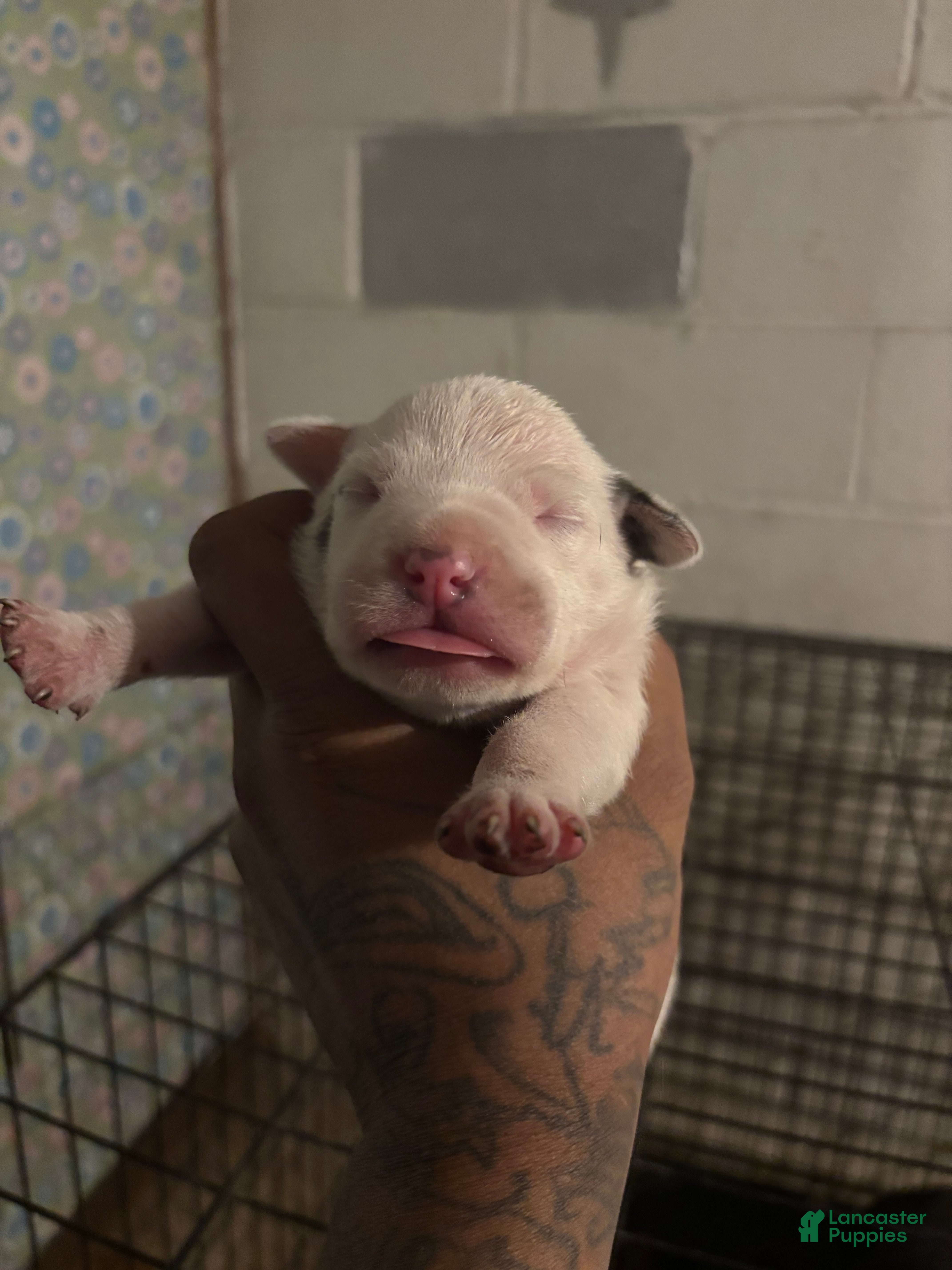 American Staffordshire Terrier dogs American Staffordshire Terrier Puppy 2 - Ad 5