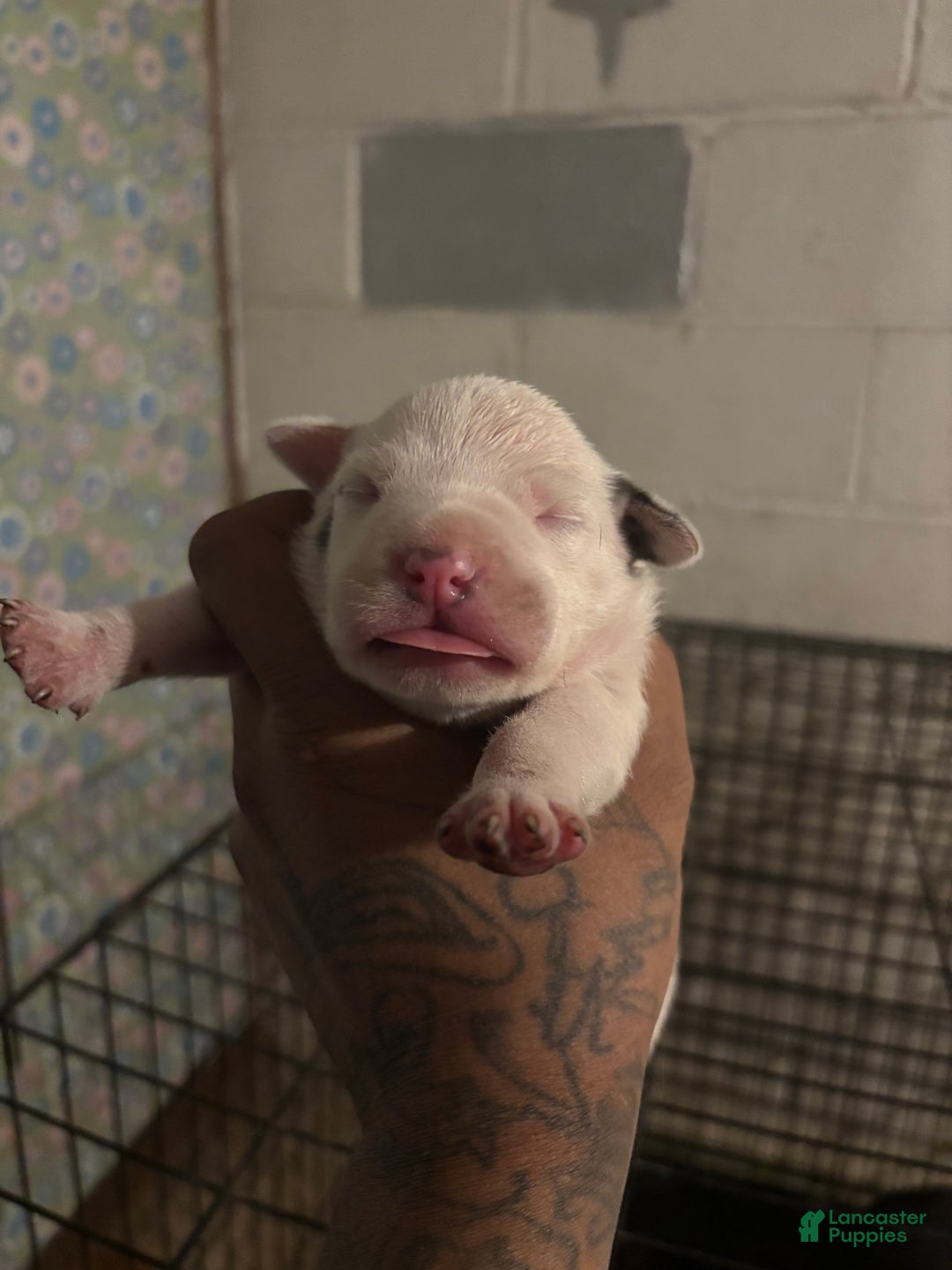 American Staffordshire Terrier dogs for sale: American Staffordshire Terrier Puppy 2 - Ad 1