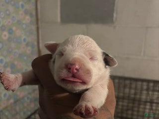 American Staffordshire Terrier dogs American Staffordshire Terrier Puppy 2 - Ad 5